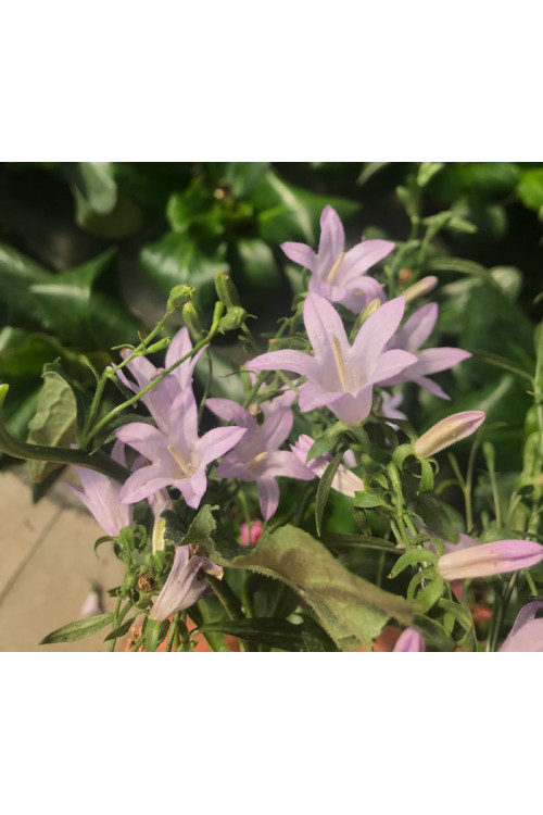 Dzwonecznik 'Hemelstraling' | Adenophora confusa