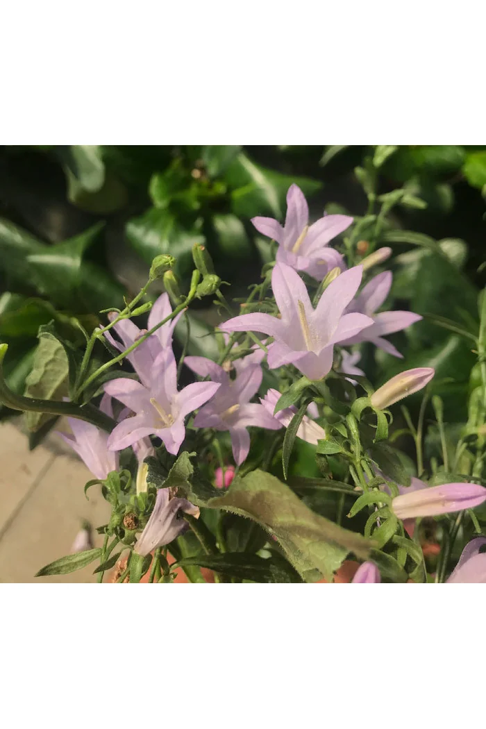 Dzwonecznik 'Hemelstraling' | Adenophora confusa