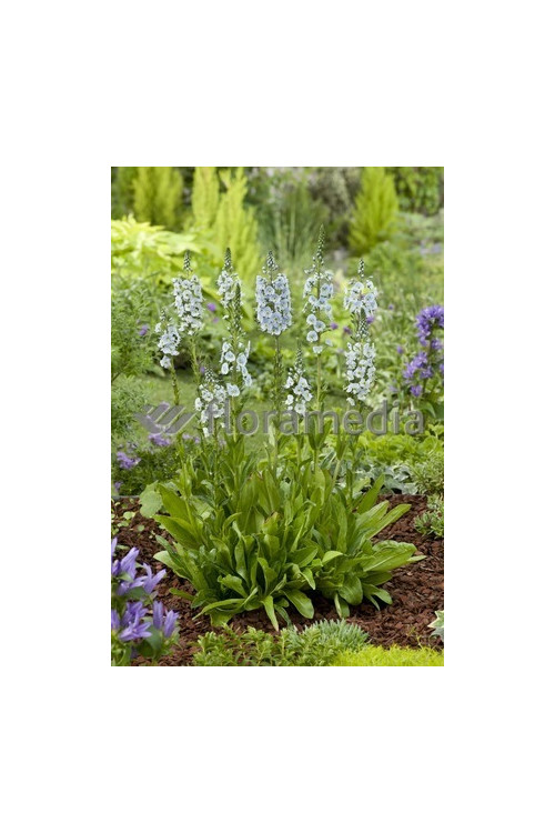 Przetacznik goryczkowaty 'Maihimmel' | Veronica gentianoides