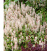 Tiarella 'Sugar and Spice' | Tiarella