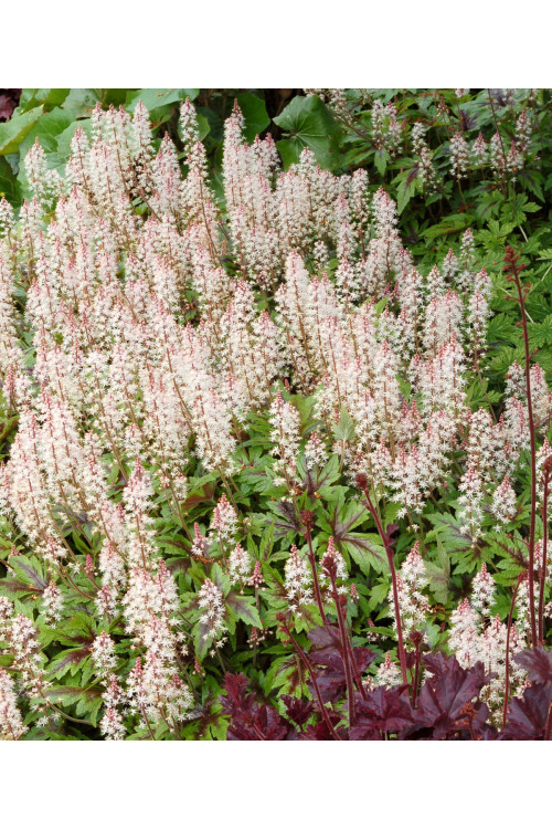 Tiarella 'Sugar and Spice' | Tiarella