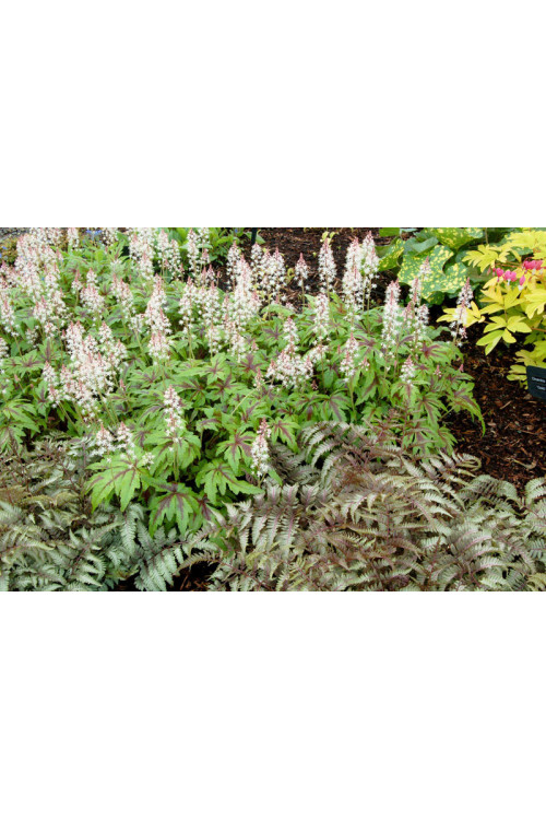Tiarella 'Sugar and Spice' | Tiarella
