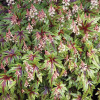 Tiarella 'Sugar and Spice' | Tiarella