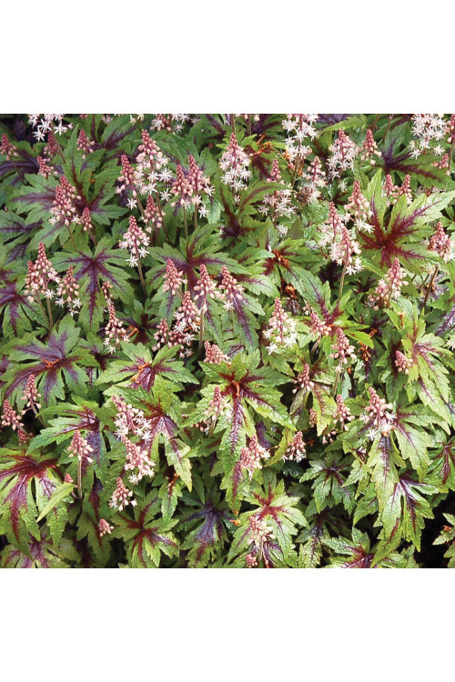 Tiarella 'Sugar and Spice' | Tiarella