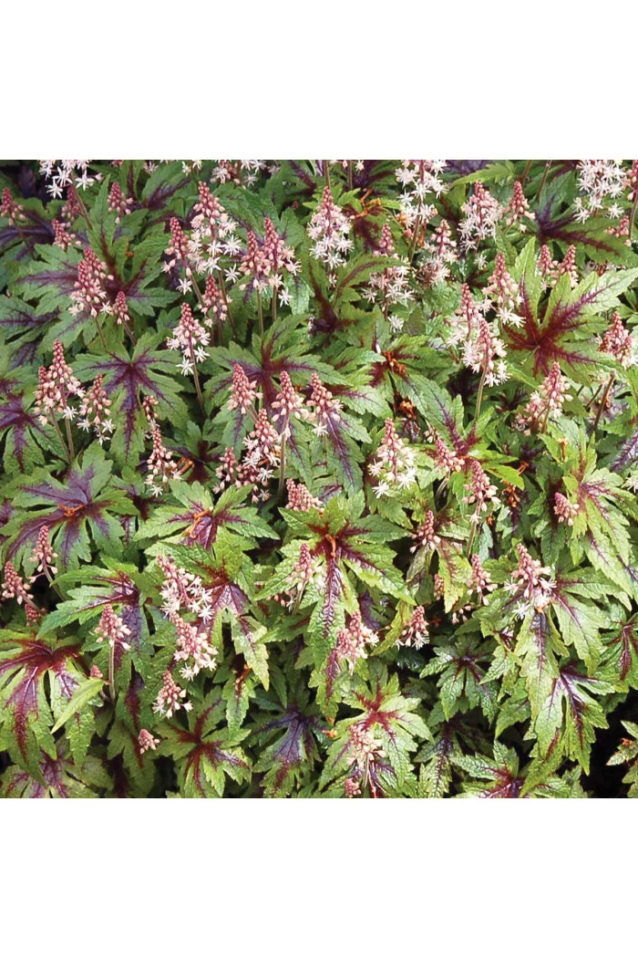 Tiarella 'Sugar and Spice' | Tiarella