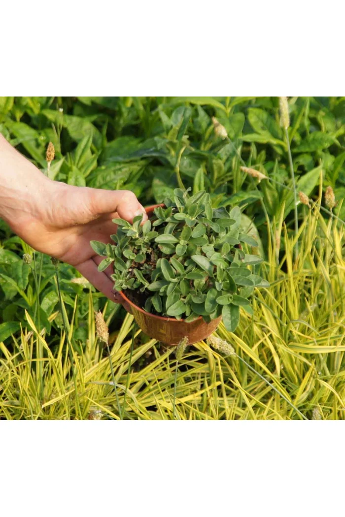 Przetacznik goryczkowaty 'Maihimmel' | Veronica gentianoides