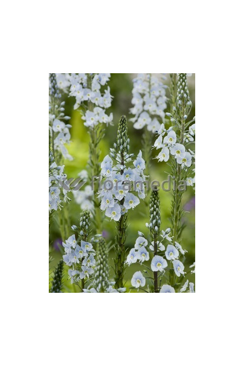 Przetacznik goryczkowaty 'Maihimmel' | Veronica gentianoides