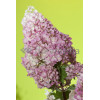 Hortensja bukietowa 'Sundae Fraise' | Hydrangea paniculata