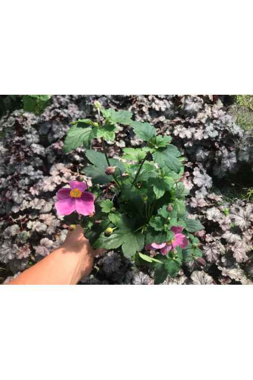 Zawilec japoński 'Pretty Lady Susan' Anemone japonica