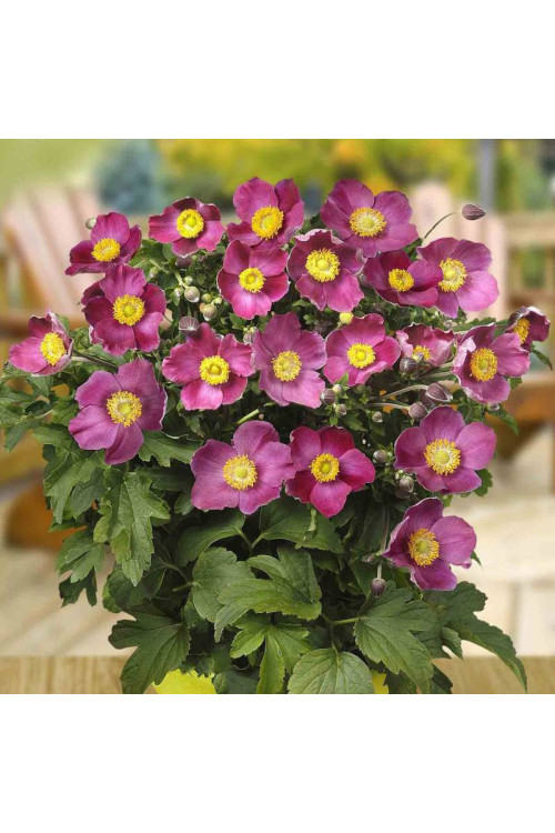 Zawilec japoński 'Pretty Lady Susan' Anemone japonica