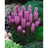 Liatra kłosowa 'Floristan Violet' | Liatris spicata
