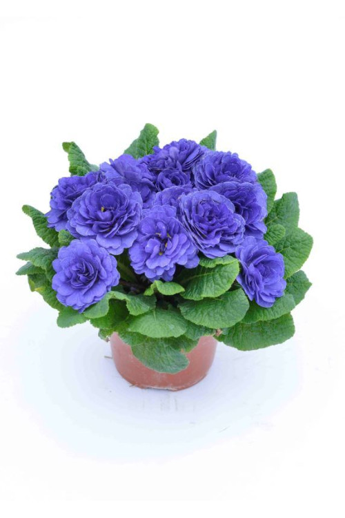 Pierwiosnek 'Belarina® Blue Champion' | Primula