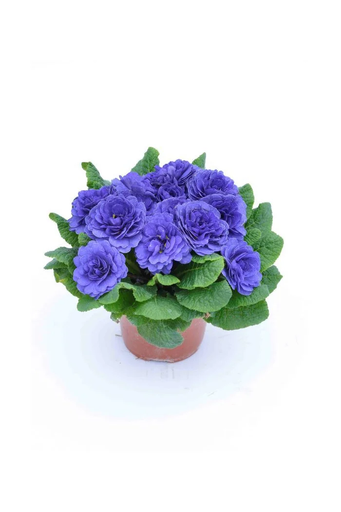 Pierwiosnek 'Belarina® Blue Champion' | Primula