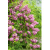 Żylistek mieszańcowy 'Strawberry Fields' | Deutzia hybrida