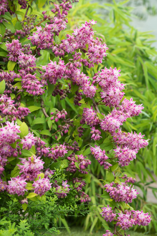 Żylistek mieszańcowy 'Strawberry Fields' | Deutzia hybrida
