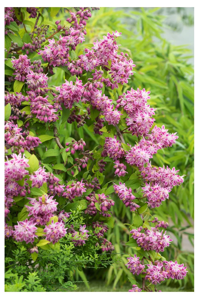 Żylistek mieszańcowy 'Strawberry Fields' | Deutzia hybrida