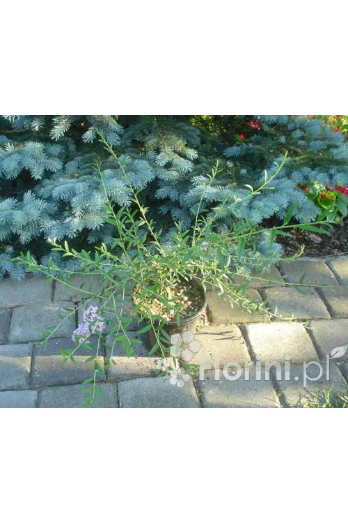 Budleja skrętolistna 'Unique' Buddleja alternifolia