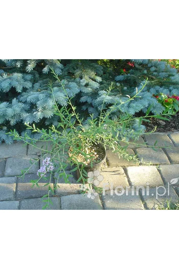 Budleja skrętolistna 'Unique' Buddleja alternifolia