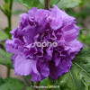 Ketmia syryjska 'French Cabaret Purple' | Hibiscus syriacus