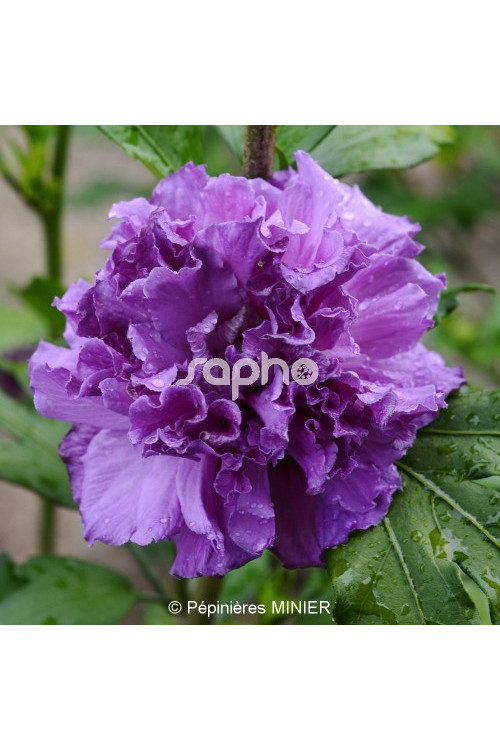 Ketmia syryjska 'French Cabaret Purple' | Hibiscus syriacus