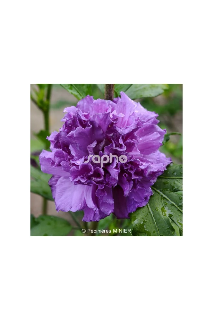 Ketmia syryjska 'French Cabaret Purple' | Hibiscus syriacus