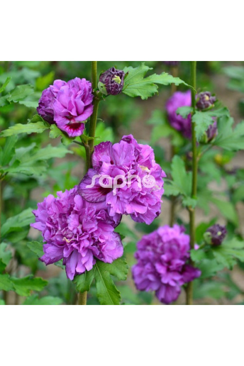 Ketmia syryjska 'French Cabaret Purple' | Hibiscus syriacus