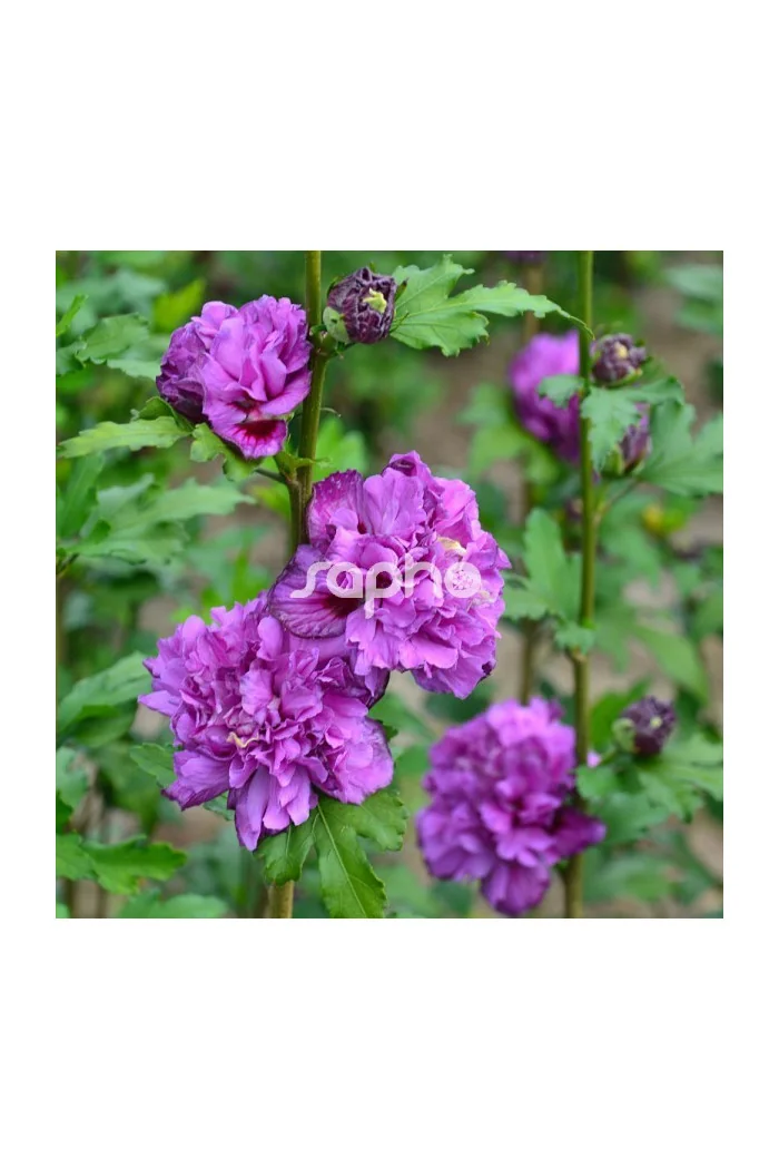 Ketmia syryjska 'French Cabaret Purple' | Hibiscus syriacus