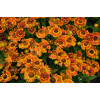 Dzielżan jesienny 'Fuego'| Helenium autumnale