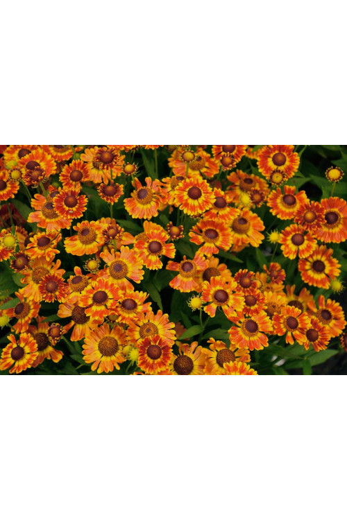 Dzielżan jesienny 'Fuego'| Helenium autumnale