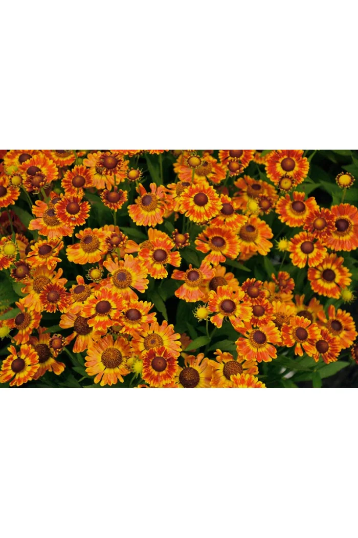 Dzielżan jesienny 'Fuego'| Helenium autumnale