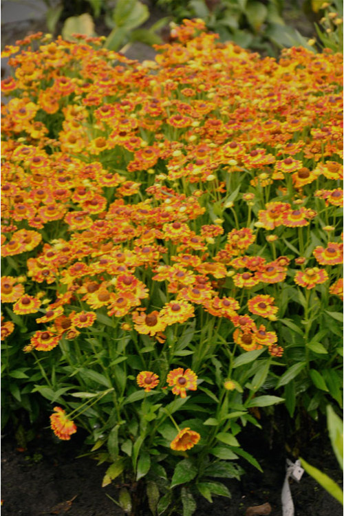 Dzielżan jesienny 'Fuego'| Helenium autumnale