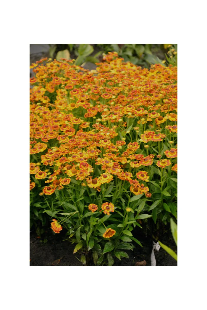 Dzielżan jesienny 'Fuego'| Helenium autumnale