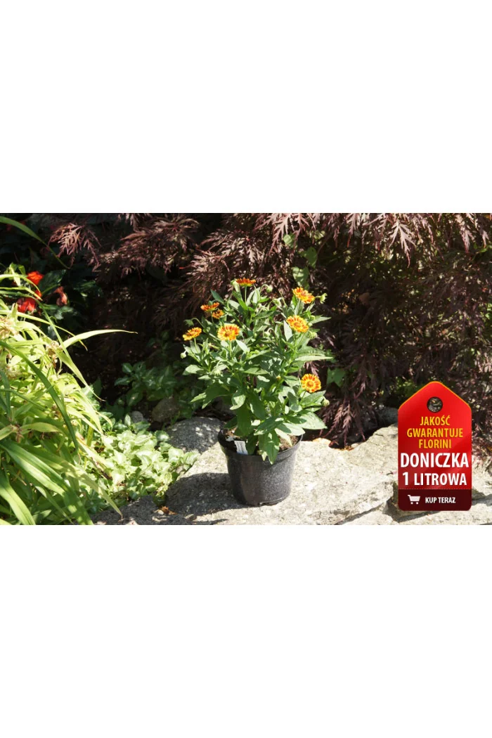 Dzielżan jesienny 'Fuego'| Helenium autumnale