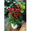 Jeżówka 'Red Skipper' | Echinacea