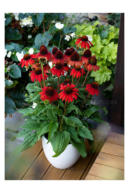 Jeżówka 'Red Skipper' | Echinacea