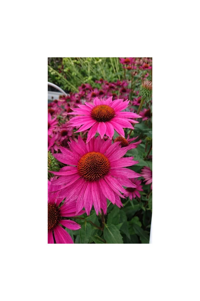 Jeżówka 'JS Roho' | Echinacea