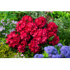 Różanecznik 'Nova Zembla' Rhododendron