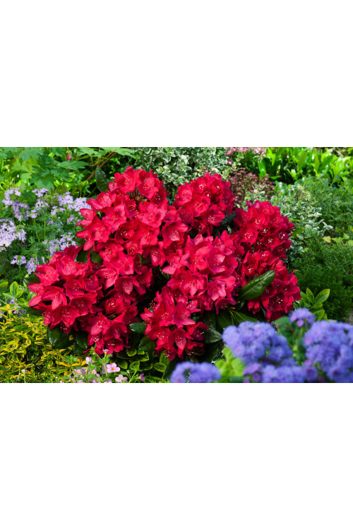 Różanecznik 'Nova Zembla' Rhododendron