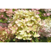 Hortensja bukietowa 'Pastelgreen' | Hydrangea paniculata