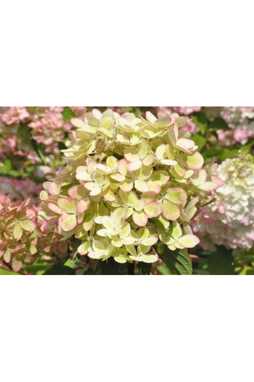 Hortensja bukietowa 'Pastelgreen' | Hydrangea paniculata