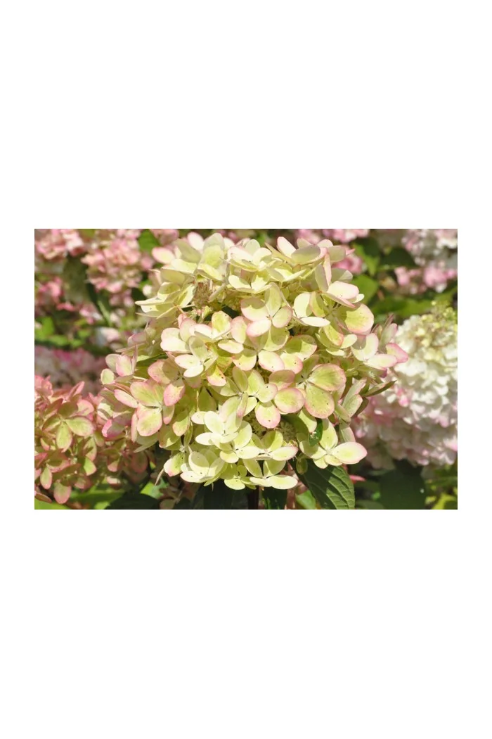 Hortensja bukietowa 'Pastelgreen' | Hydrangea paniculata