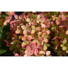 Hortensja bukietowa 'Pastelgreen' | Hydrangea paniculata