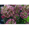 Hortensja bukietowa 'Pastelgreen' | Hydrangea paniculata