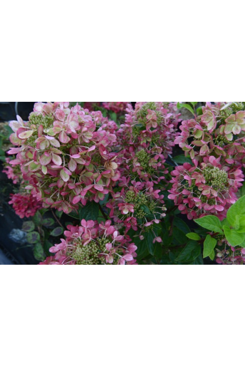 Hortensja bukietowa 'Pastelgreen' | Hydrangea paniculata