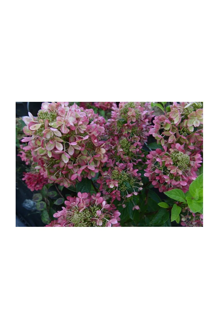 Hortensja bukietowa 'Pastelgreen' | Hydrangea paniculata