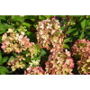 Hortensja bukietowa 'Pastelgreen' | Hydrangea paniculata
