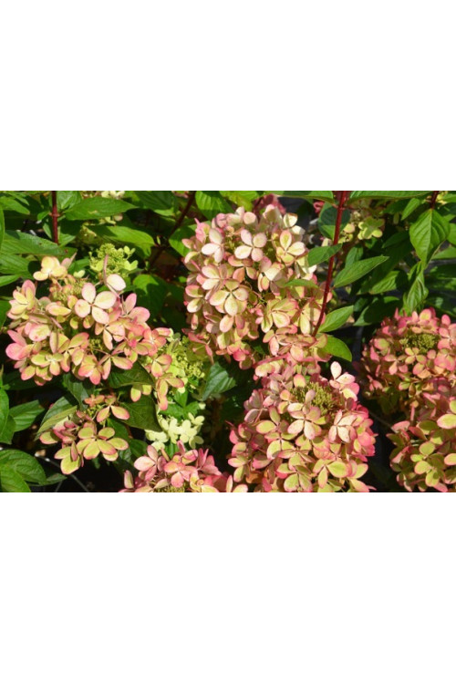 Hortensja bukietowa 'Pastelgreen' | Hydrangea paniculata