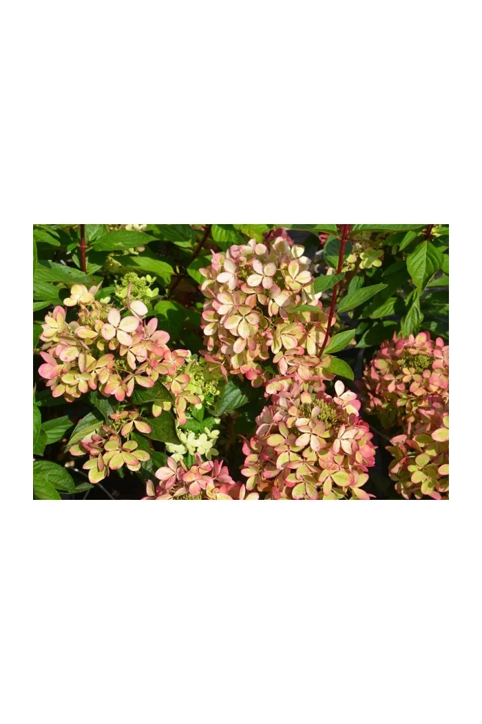 Hortensja bukietowa 'Pastelgreen' | Hydrangea paniculata