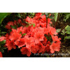 Azalia japońska 'Geisha Orange' | Azalea japonica