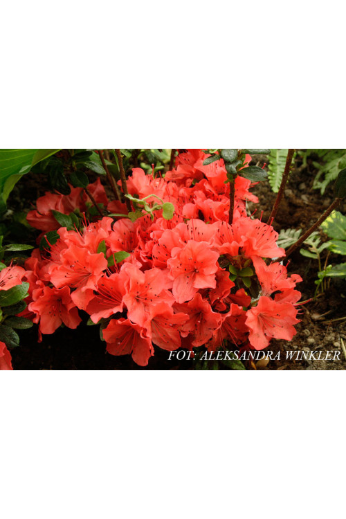 Azalia japońska 'Geisha Orange' | Azalea japonica